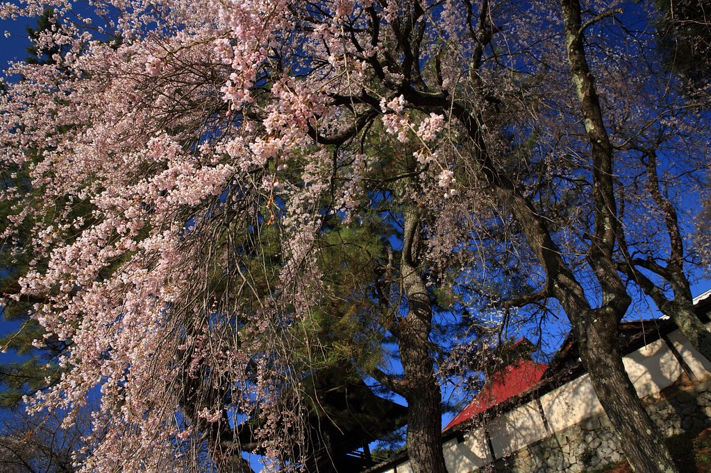 蓮華寺の垣根