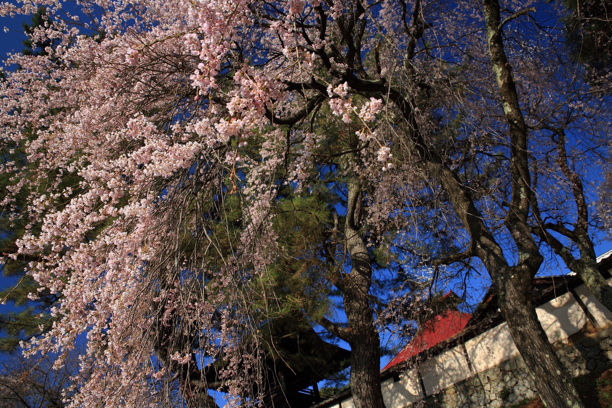蓮華寺の垣根