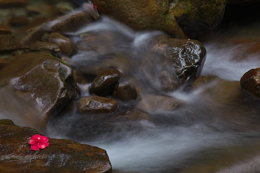 渓流の華