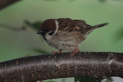 桜木にて