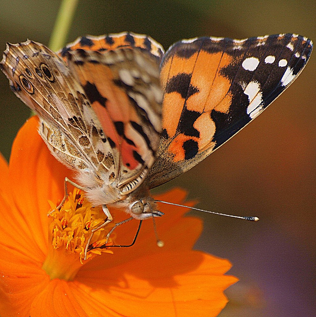 【スクエア】在庫の蝶で