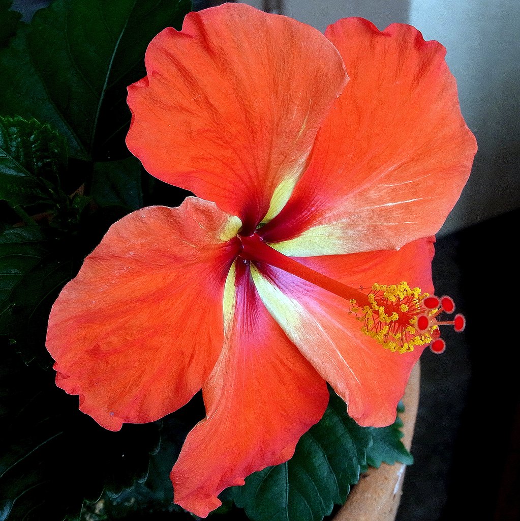 夏の花　Ⅰ・・ハイビスカス赤