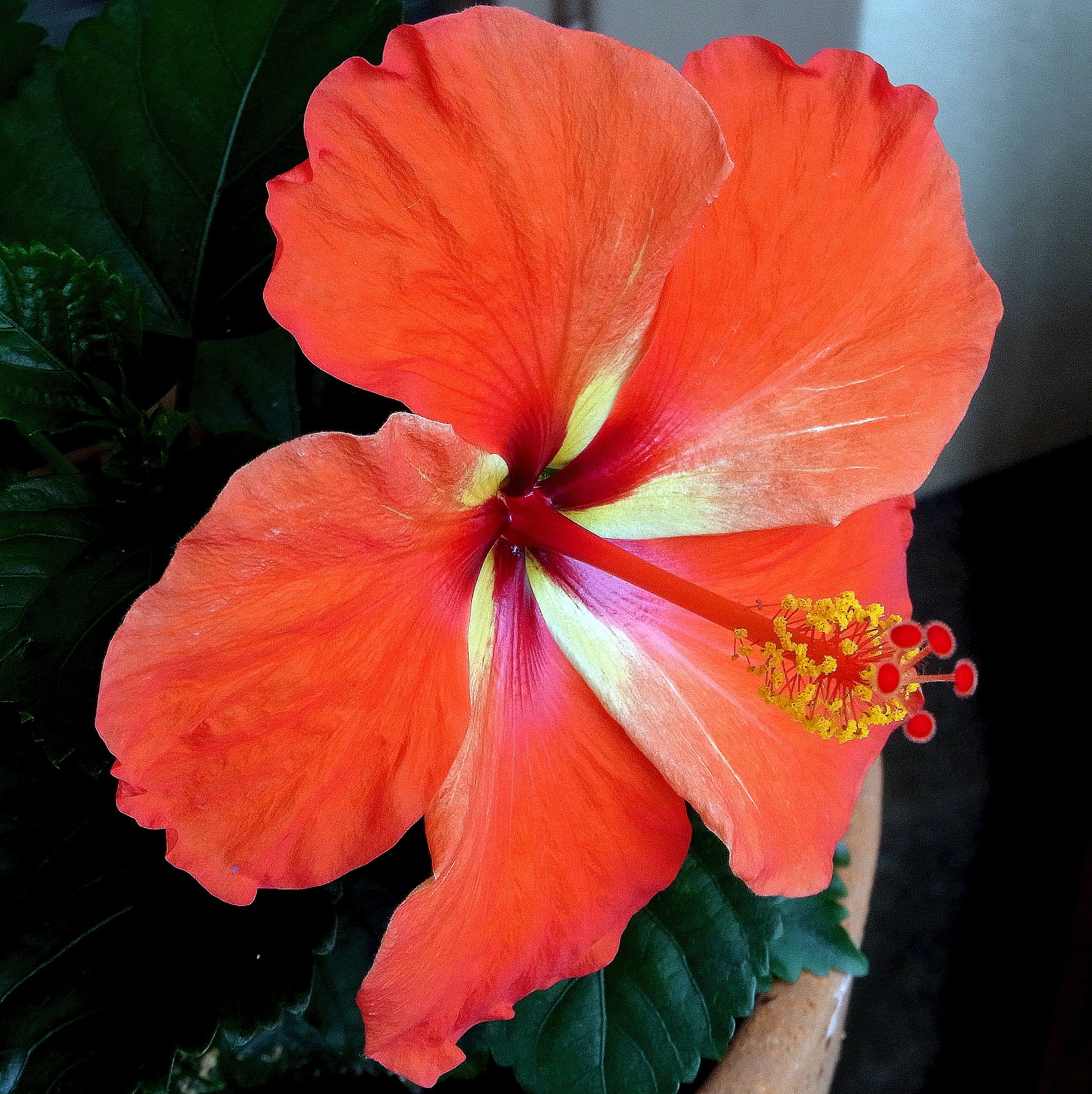 夏の花　Ⅰ・・ハイビスカス赤