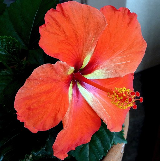 夏の花　Ⅰ・・ハイビスカス赤