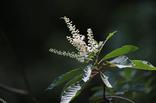 凛と咲く…リョウブ