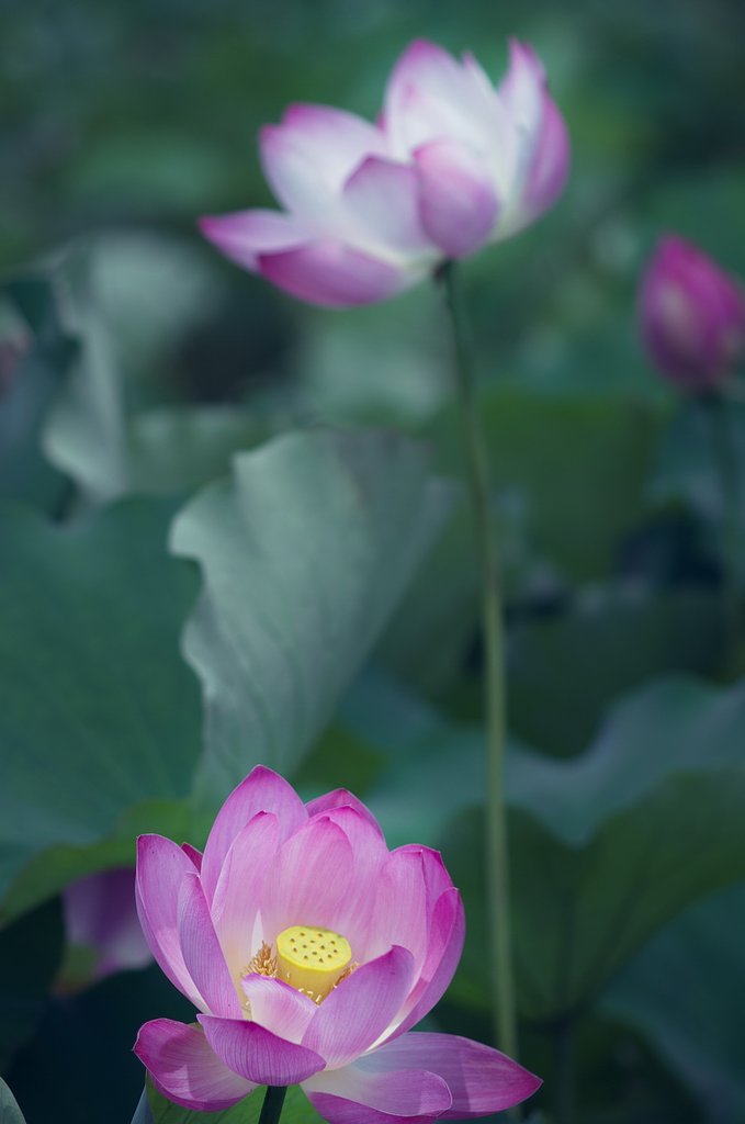 ハスの花