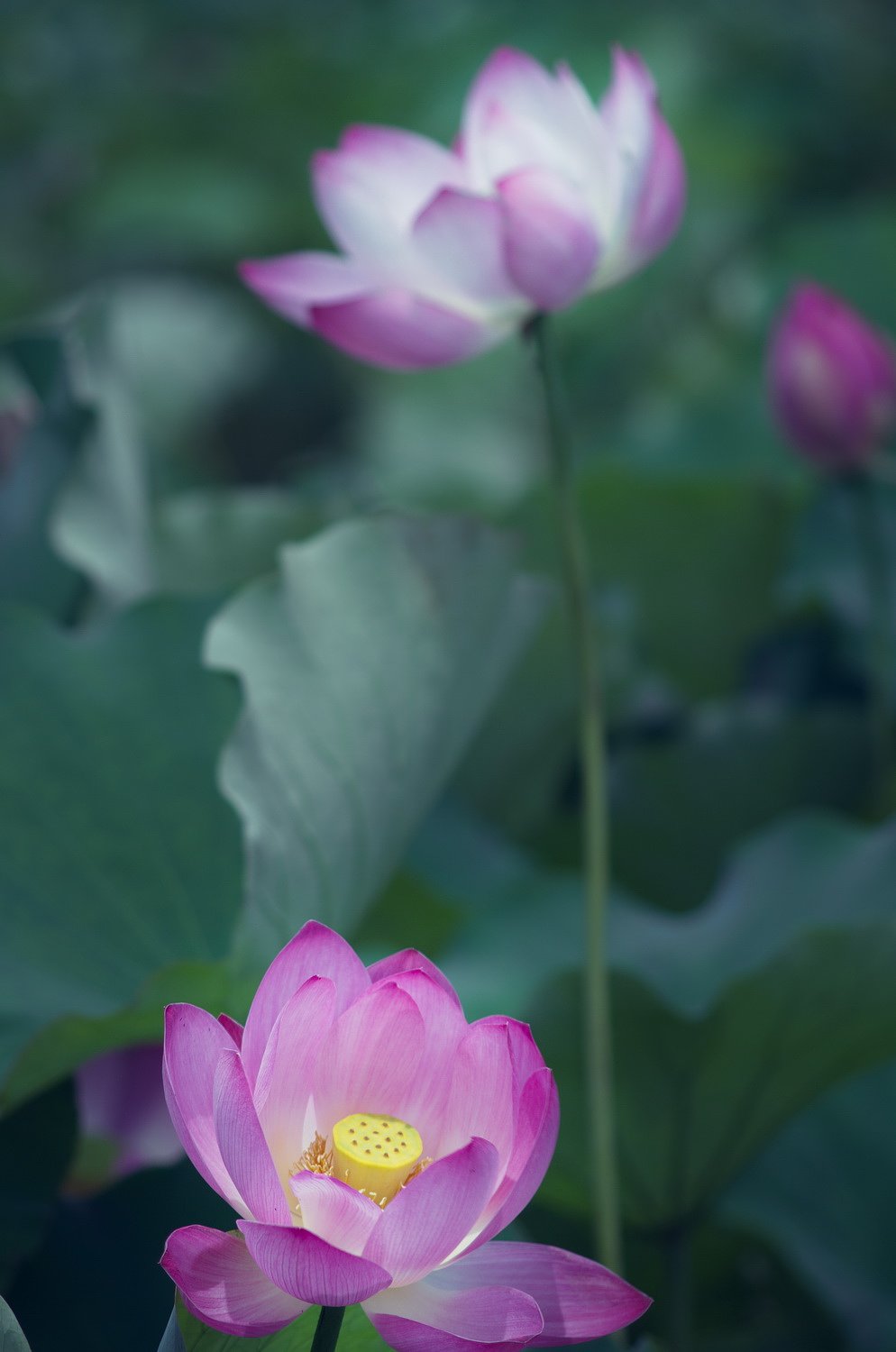 ハスの花