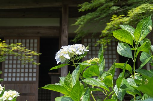アジサイ