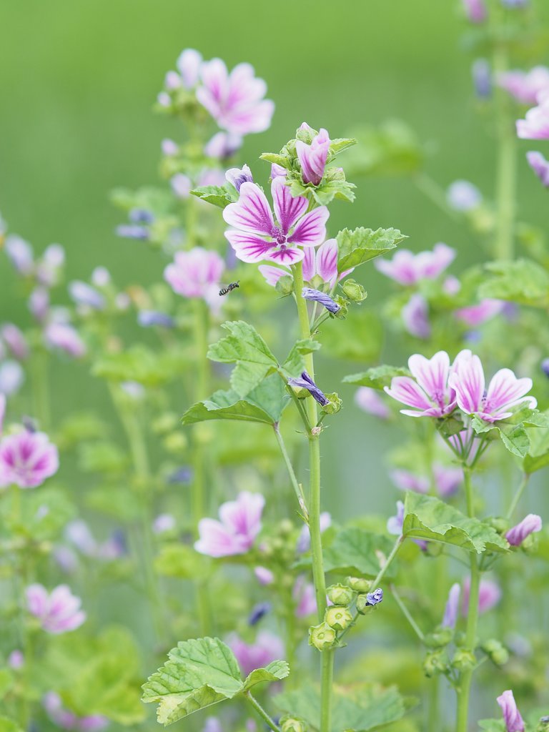 ゼニアオイ
