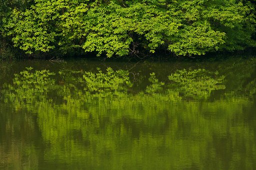 水面の新緑
