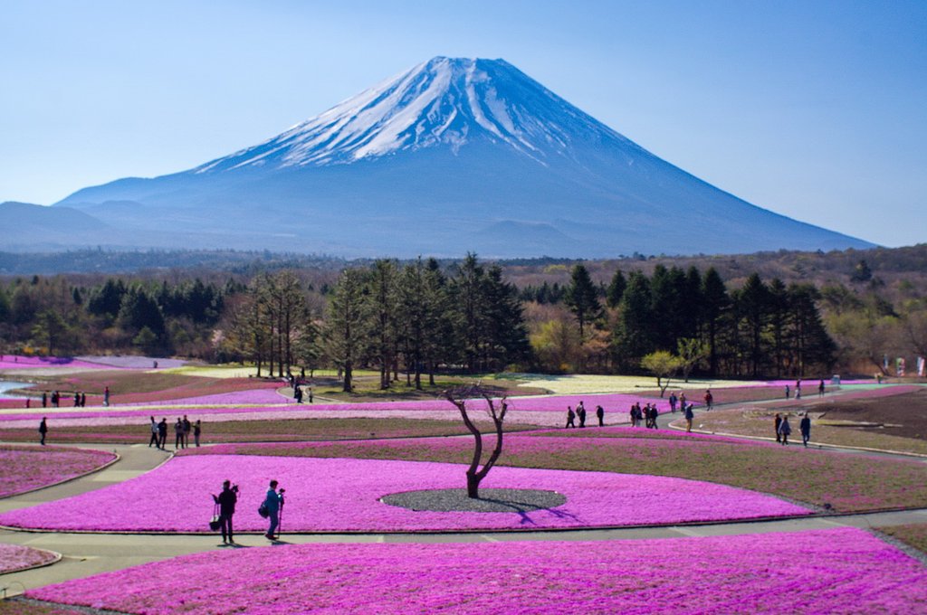 富士山と芝桜