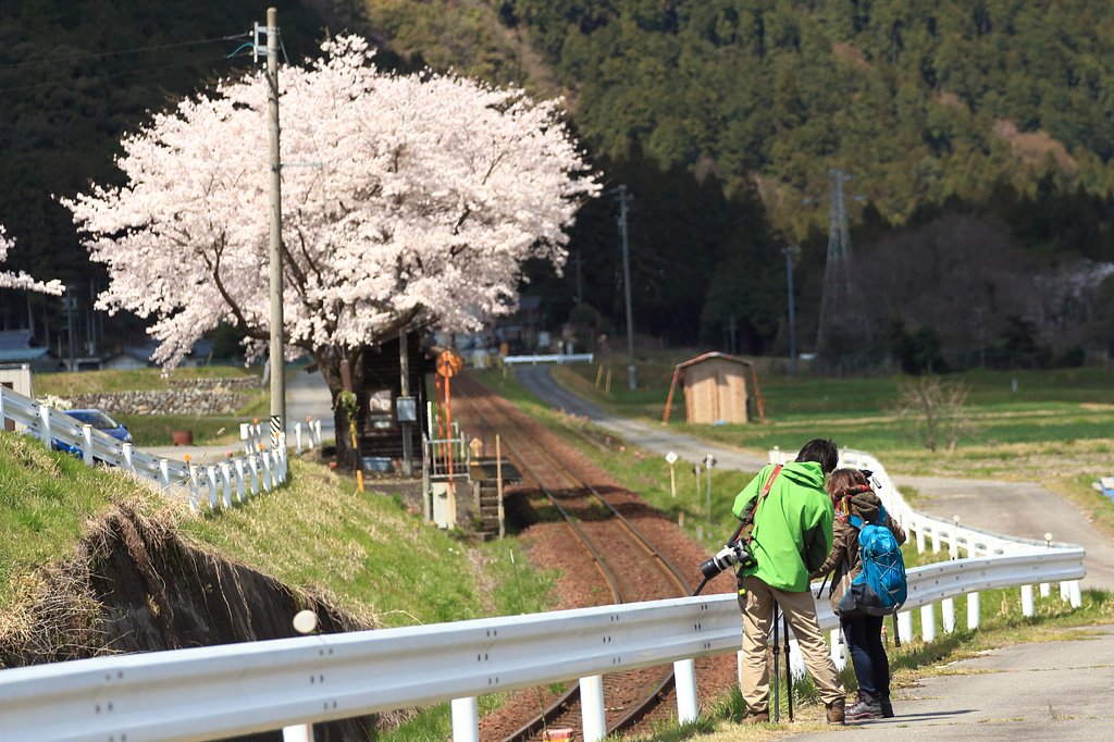 さくらと線路と…