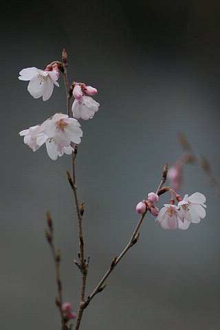 【春】デジカメ流一輪挿し