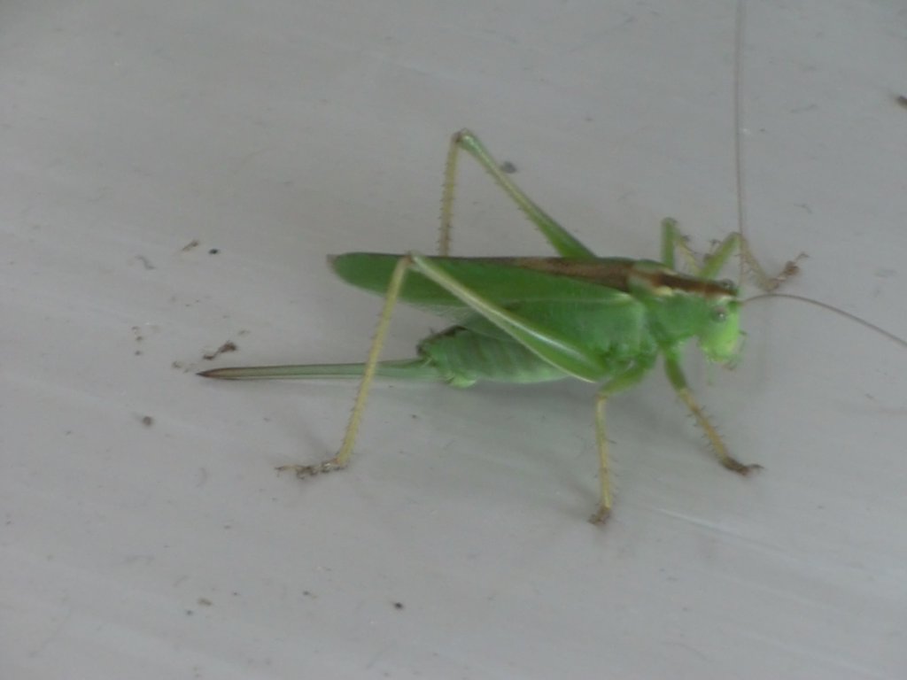 バター