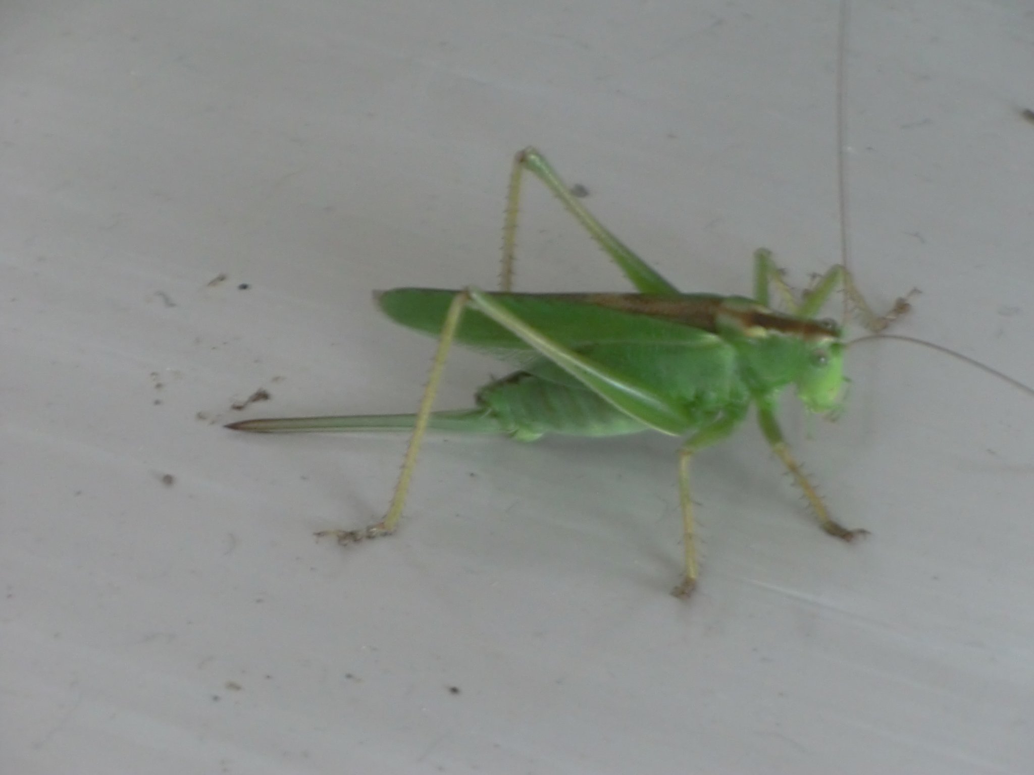 バター