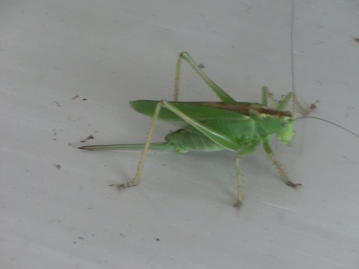 バター
