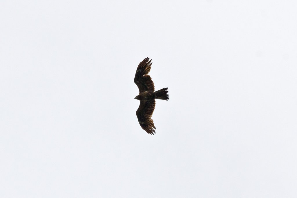 上空・トビ