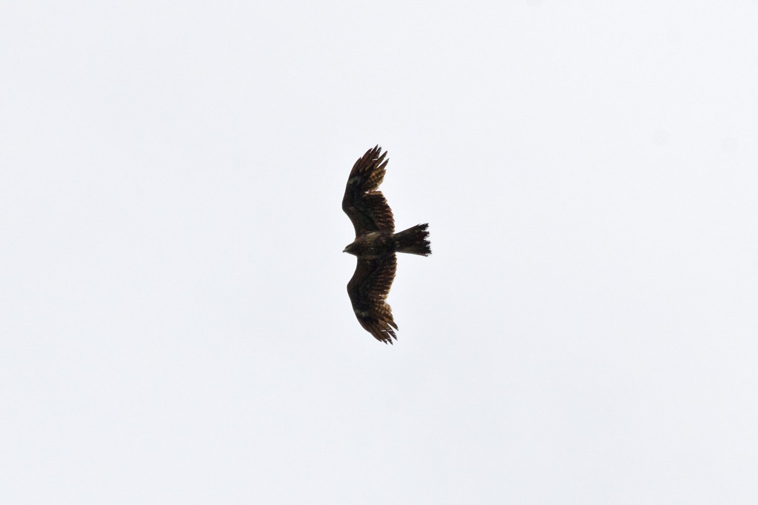 上空・トビ