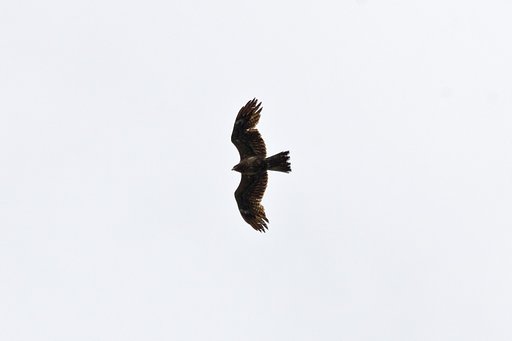 上空・トビ
