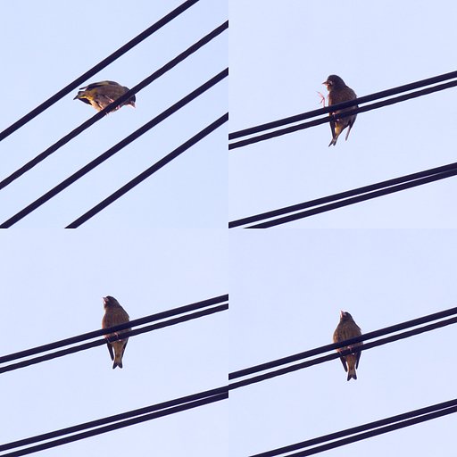 変な声で鳴く小鳥、電線に発見