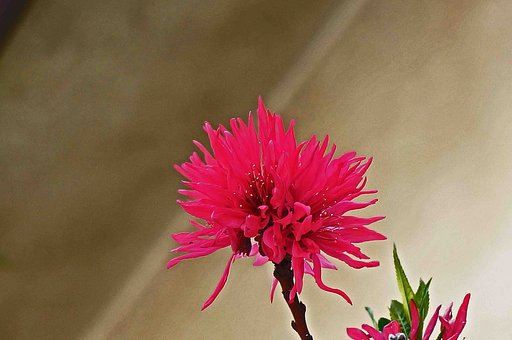 はてなの花