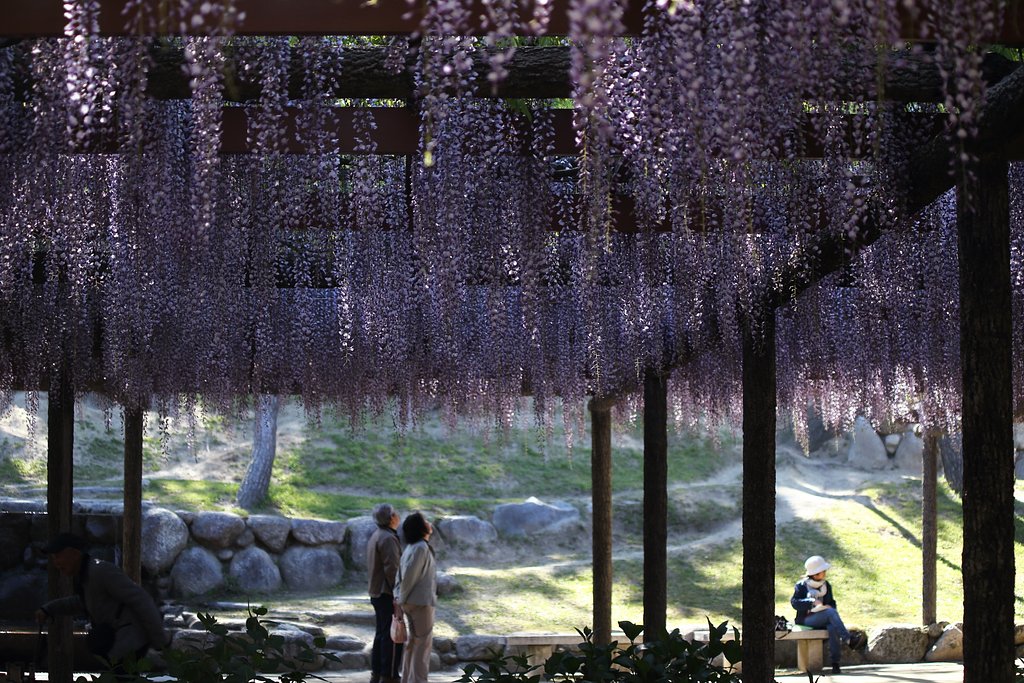 藤花輝いて
