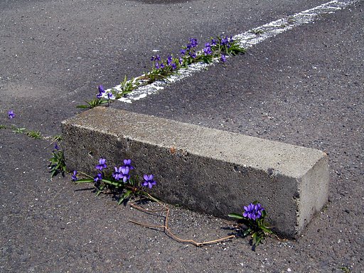 【春】実はこんな所です。