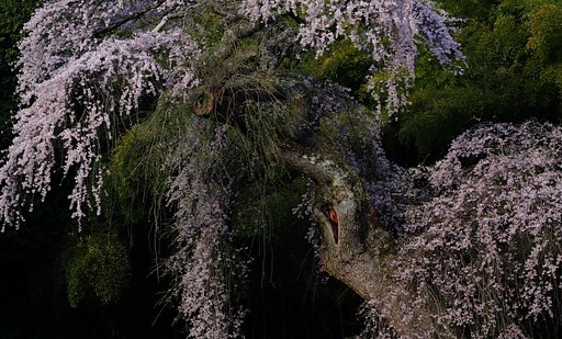 竹林に歌舞く