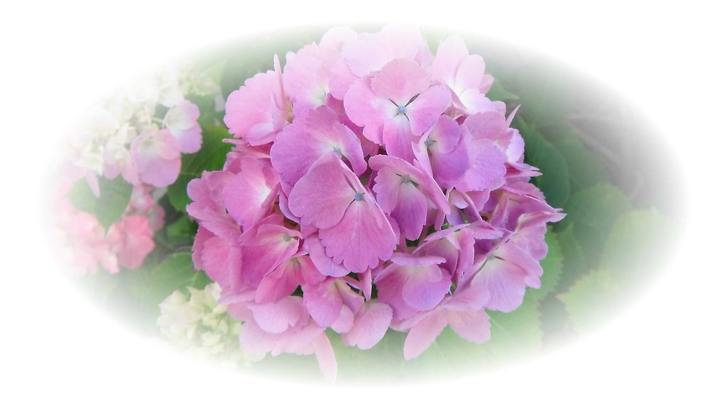 紫陽花2