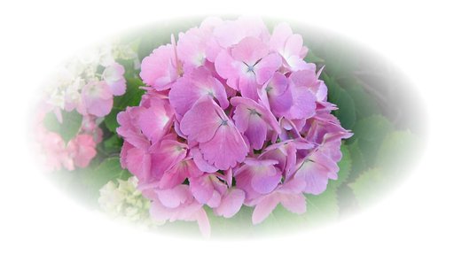 紫陽花2