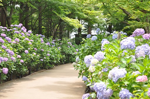 本土時の紫陽花