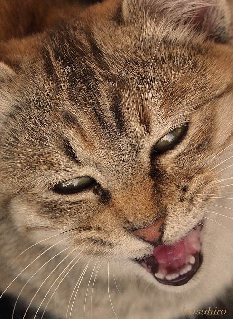 猫又
