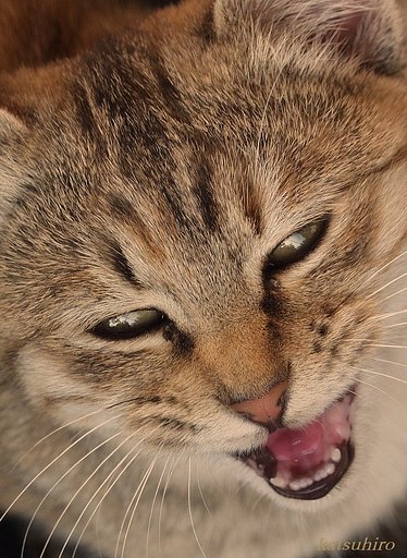 猫又