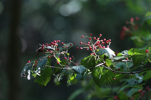 里山に実り