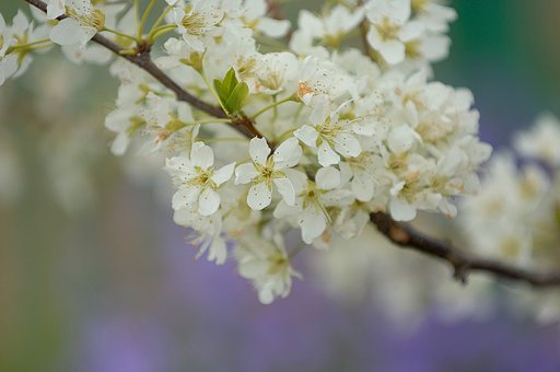 「春」これもスモモ