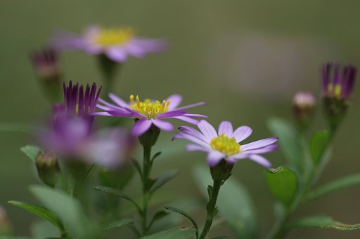 野紺菊・・・