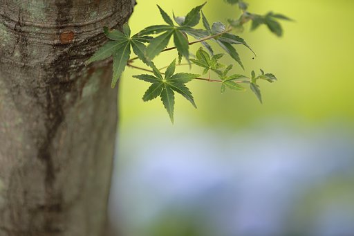 夏青葉
