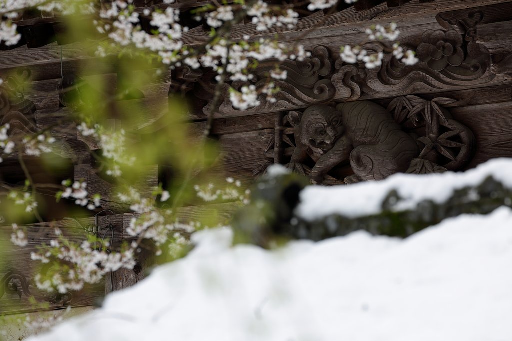 葉桜に移ろう頃