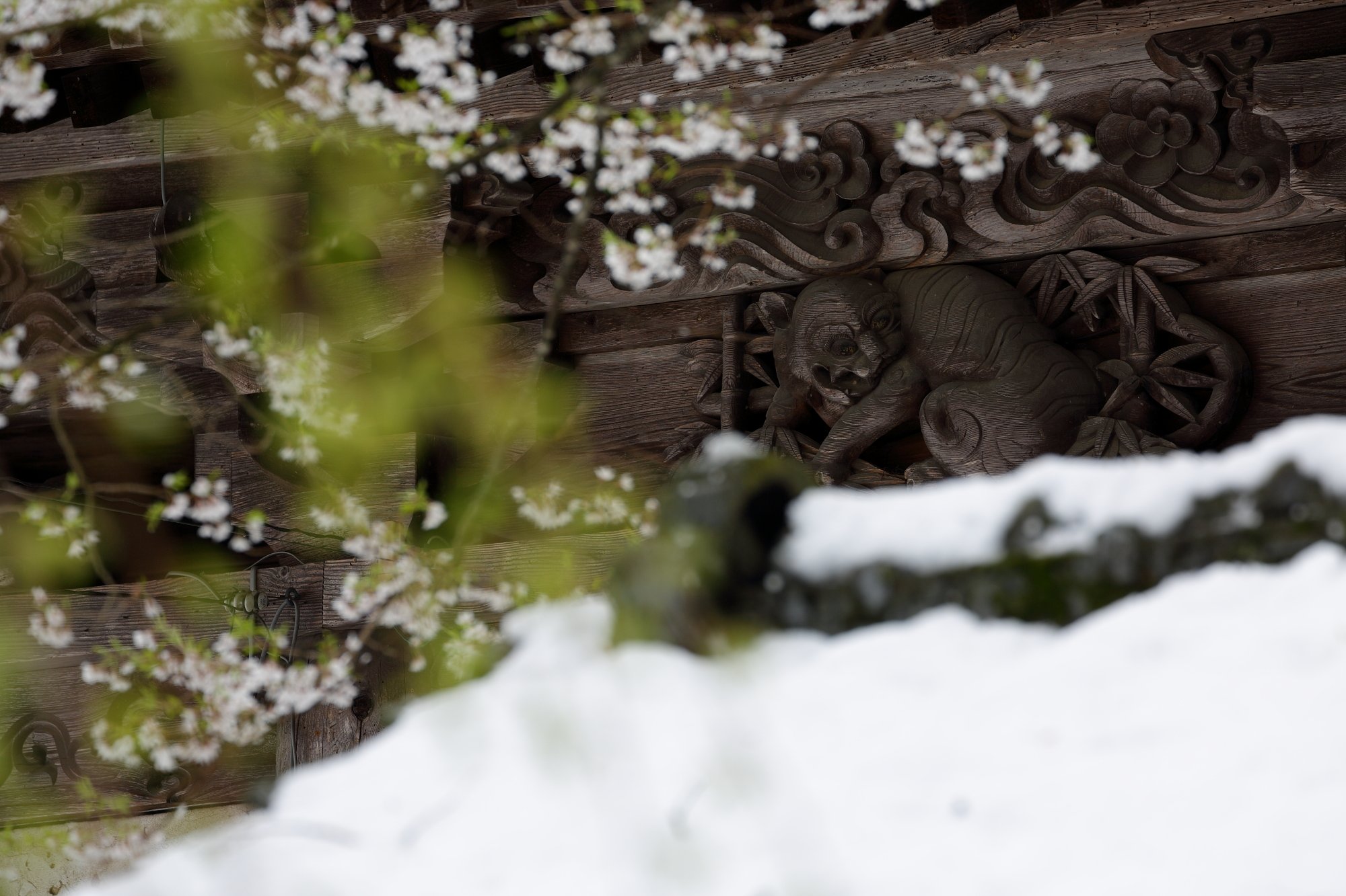 葉桜に移ろう頃
