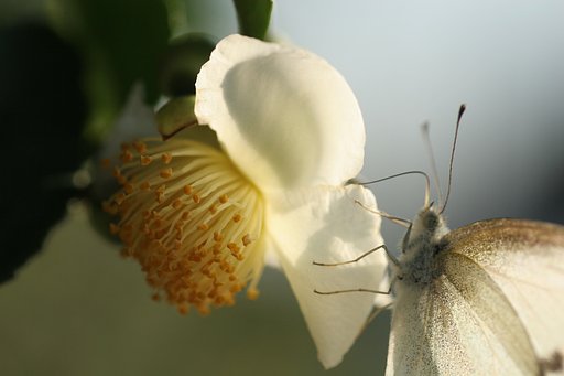 茶の花・・・
