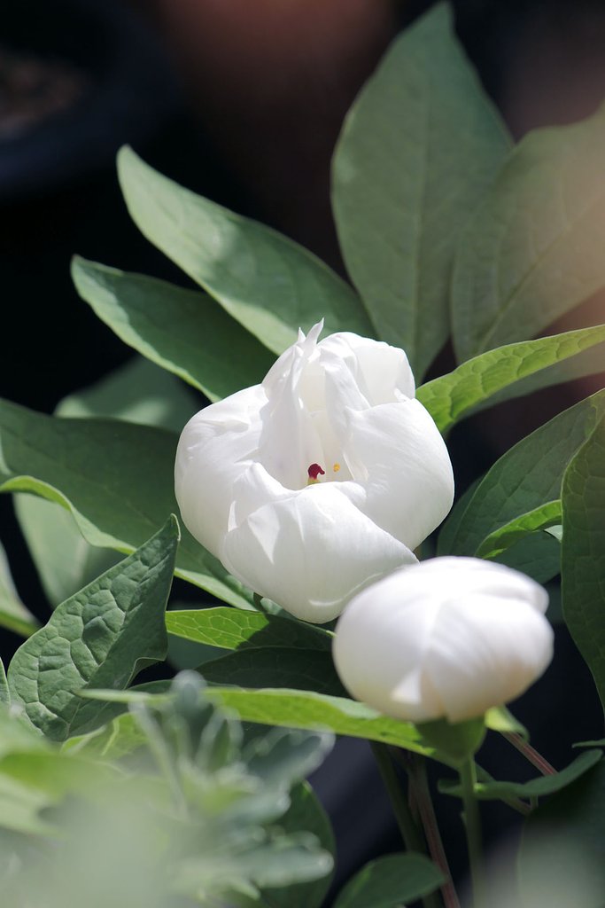 白い芍薬