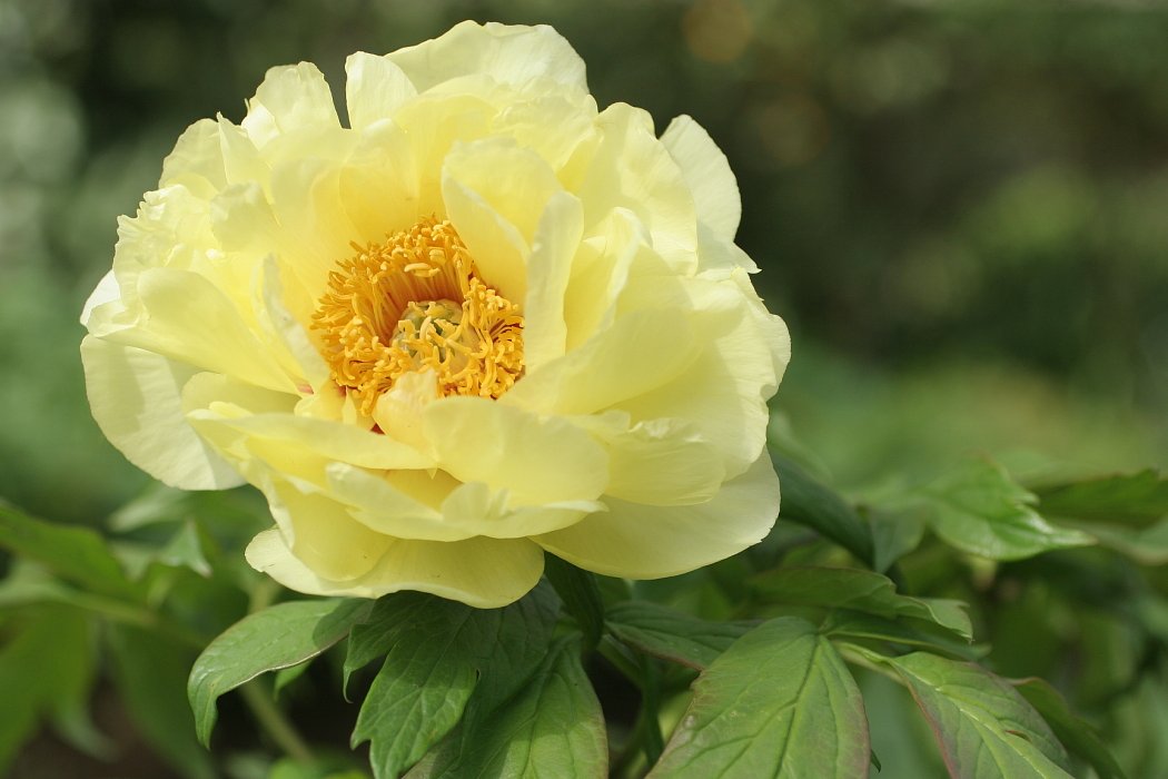 クリーム色の花全体・・・