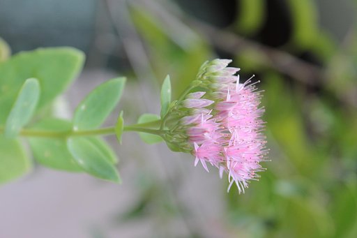 ほんわかピンクの多肉花
