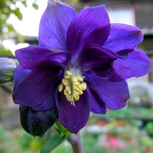 【Square】花が開きました。