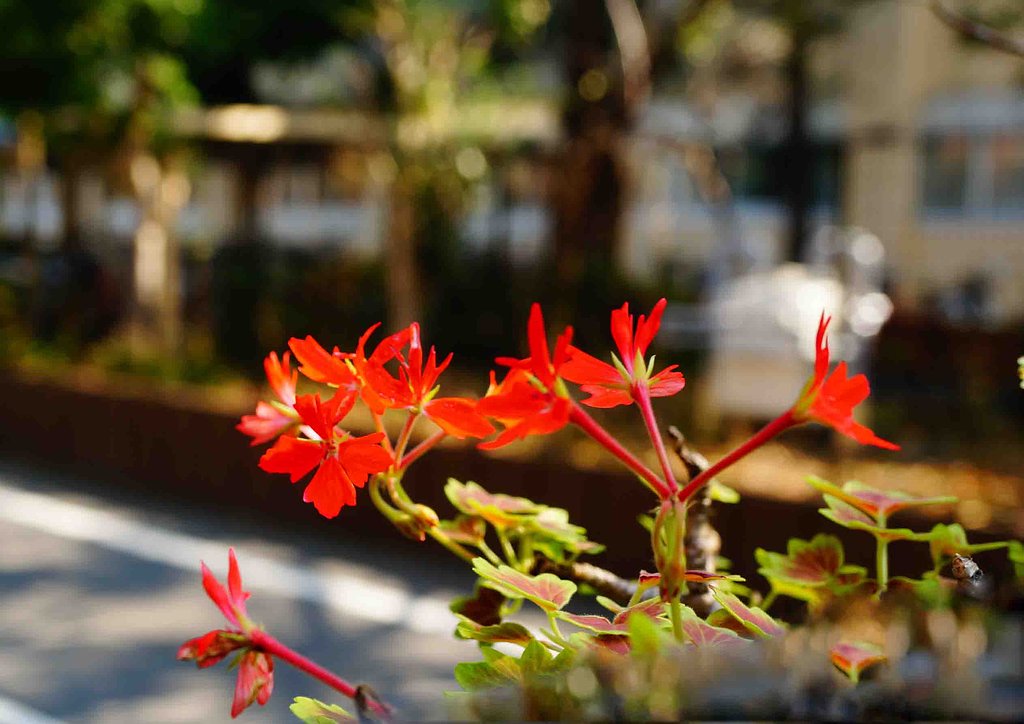 紅葉草