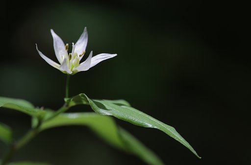 稚児百合