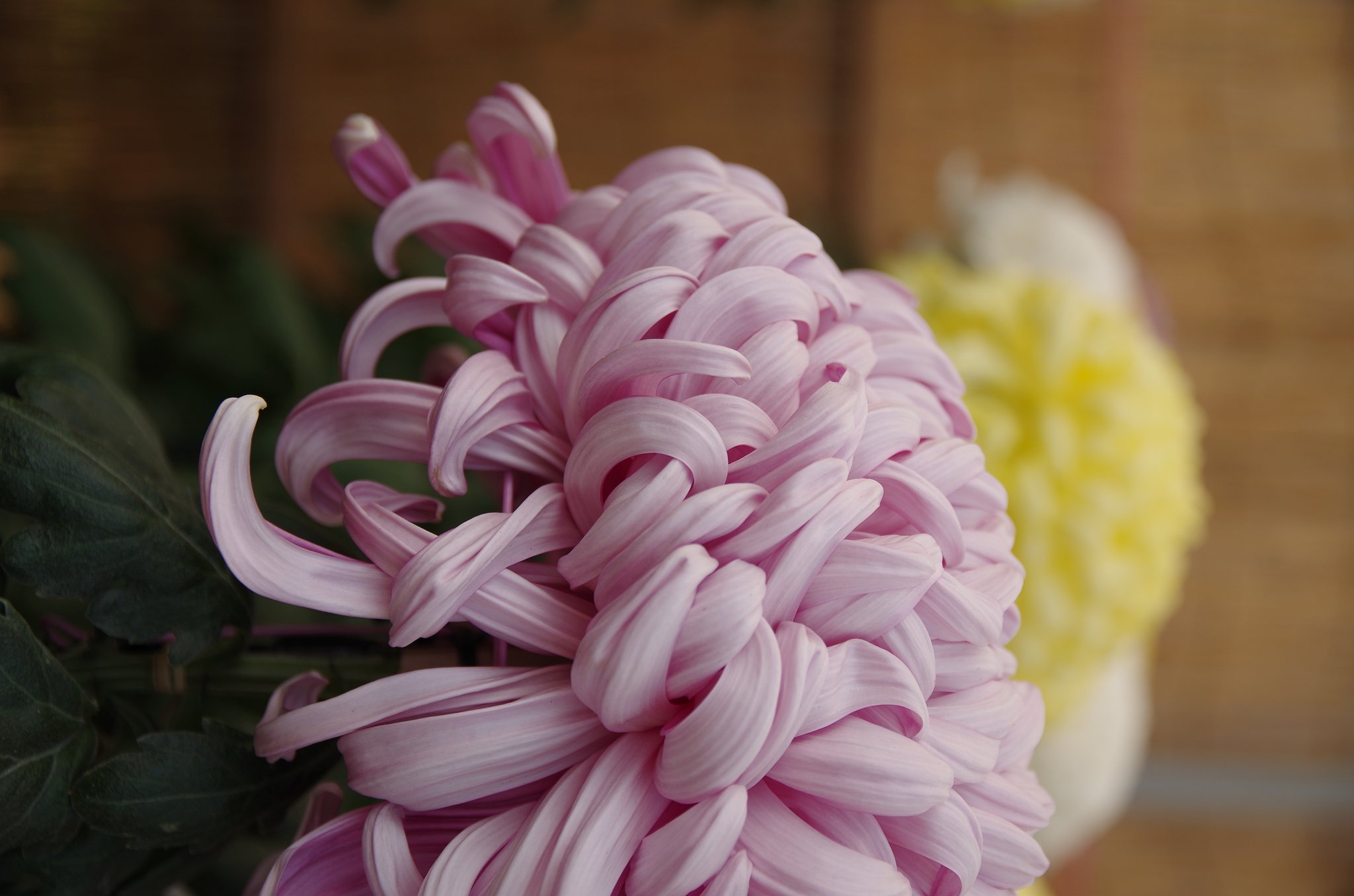 大菊