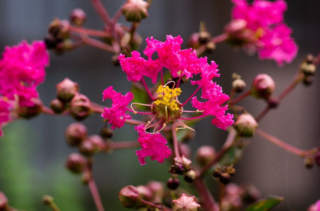 百日紅の花。