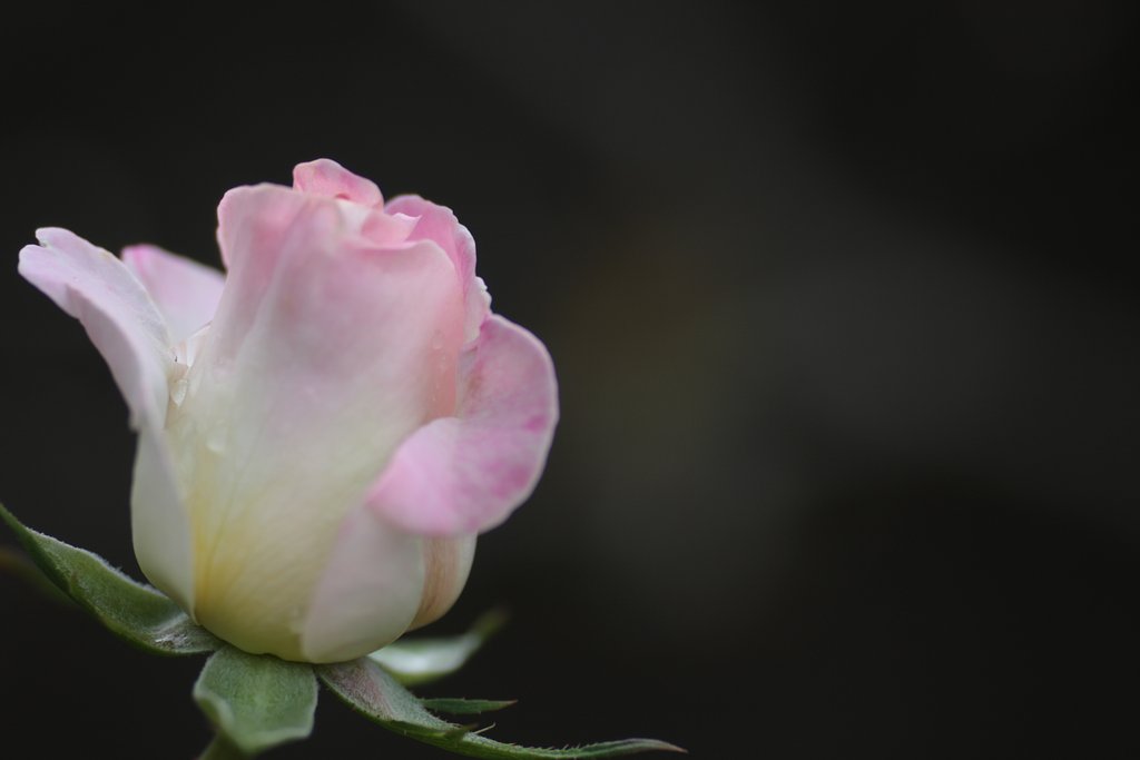 薔薇綻ぶ
