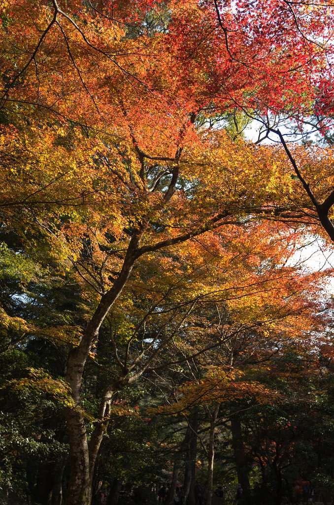 宮島２５